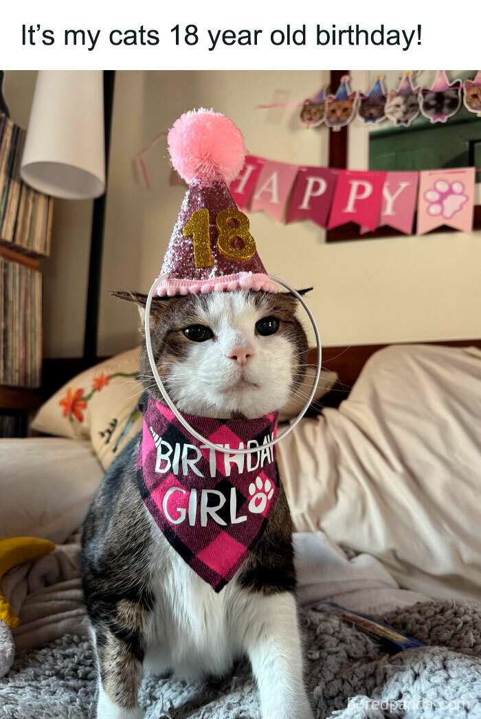 Cat wearing a birthday hat and bandana turns 18, creating a positive and uplifting moment.