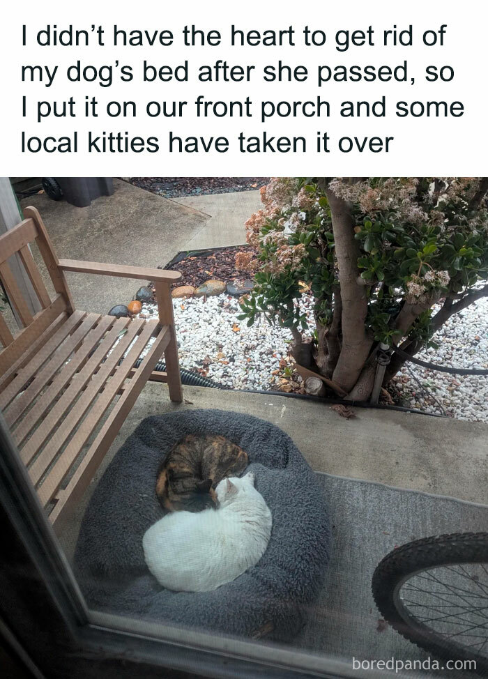 Two cats peacefully napping on a cozy dog bed on a porch, creating a positive and uplifting scene.