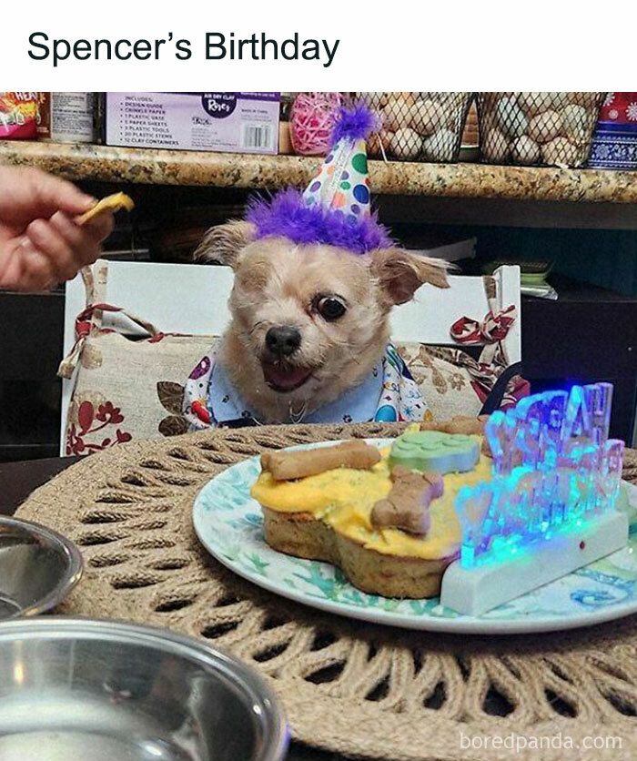 Dog celebrating birthday with party hat and cake, creating a positive and uplifting moment.