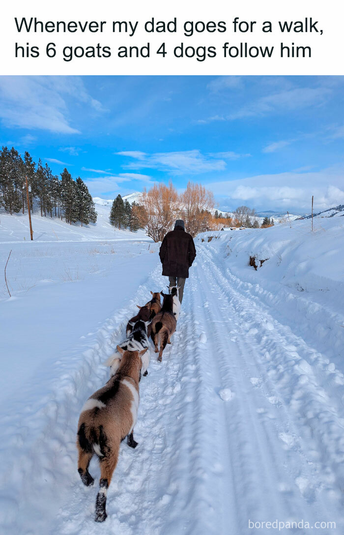 Man walking with goats and dogs on a snowy path, creating a positive and uplifting scene.