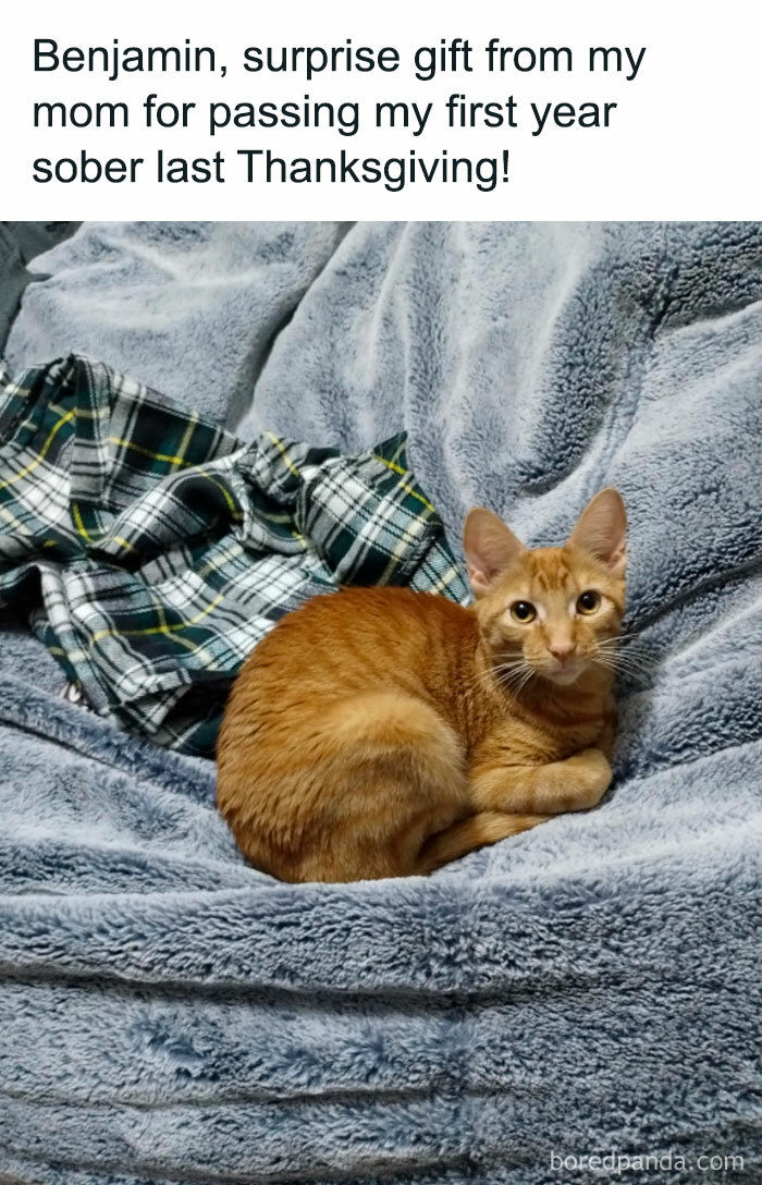 Orange cat on a grey blanket, a positive and uplifting gift for celebrating a personal milestone.