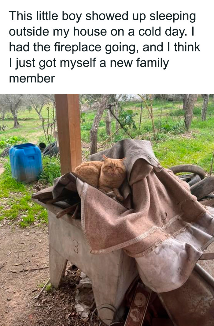 Orange cat resting on a covered surface outside, next to a wooden post and a blue container, creating a positive moment.