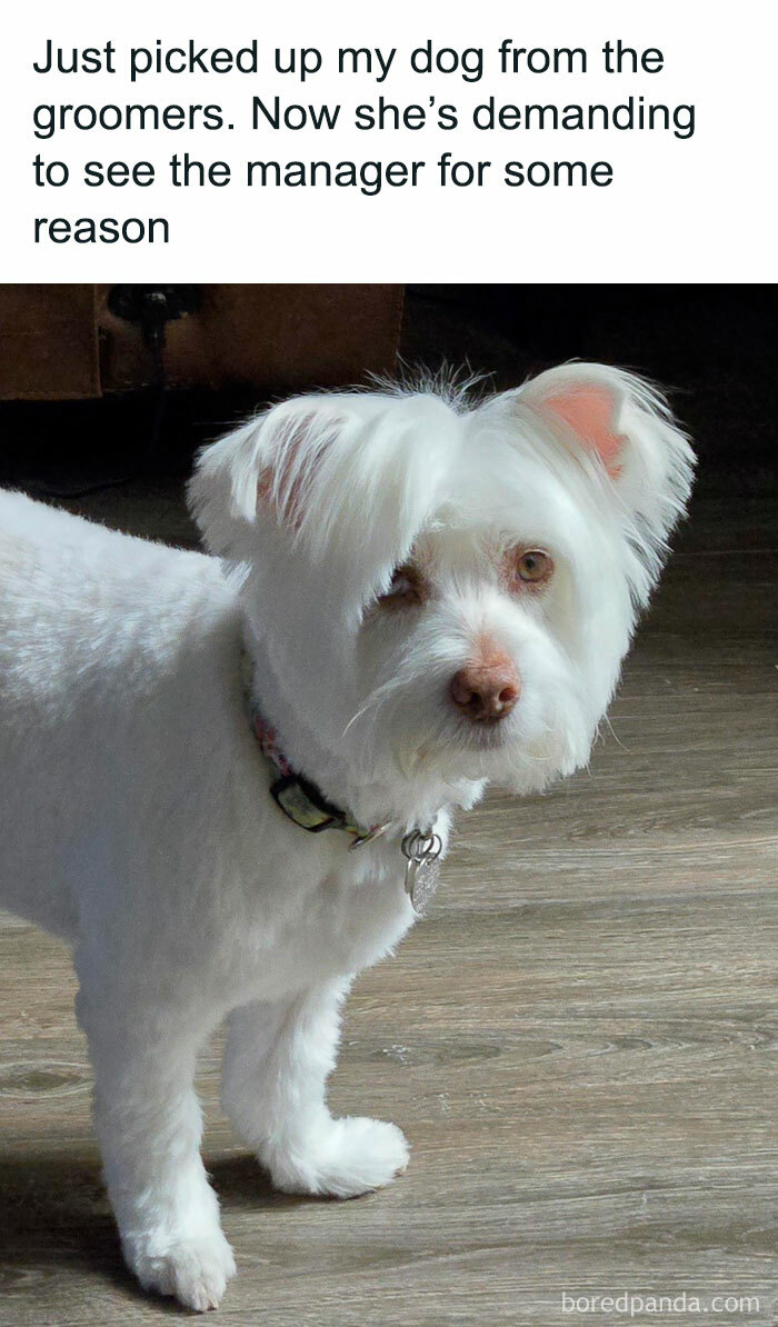 A freshly groomed white dog stands on wooden floor, looking adorably confident and uplifting.