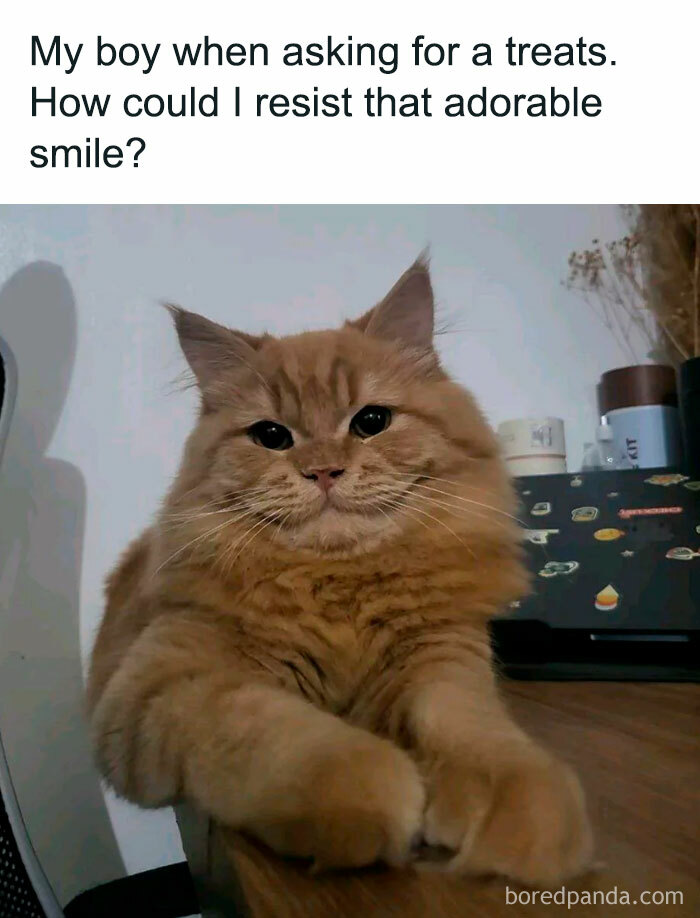 Fluffy cat with an adorable smile, creating a positive and uplifting moment.