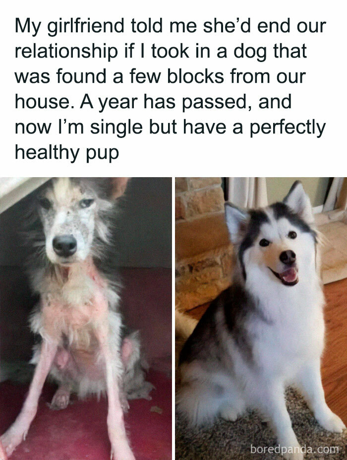 Before and after transformation of a rescued dog, highlighting positive and uplifting recovery.