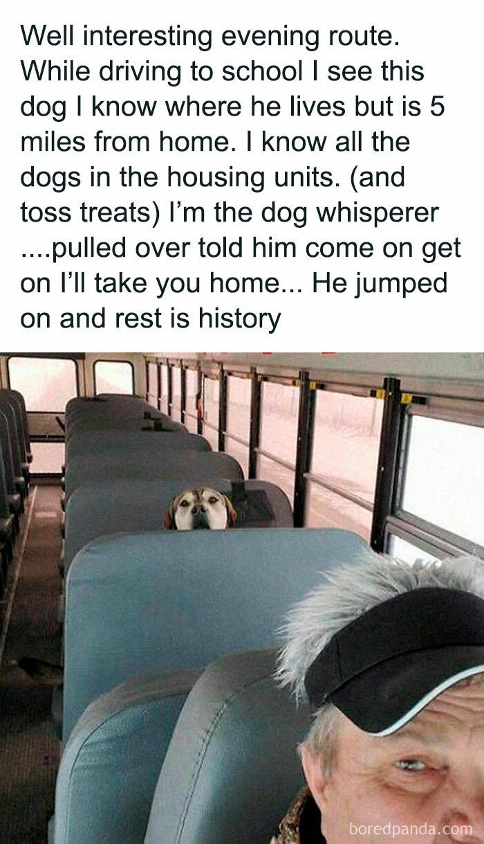 A dog sits on a school bus, peering over a seat, conveying a positive and uplifting moment with the driver.
