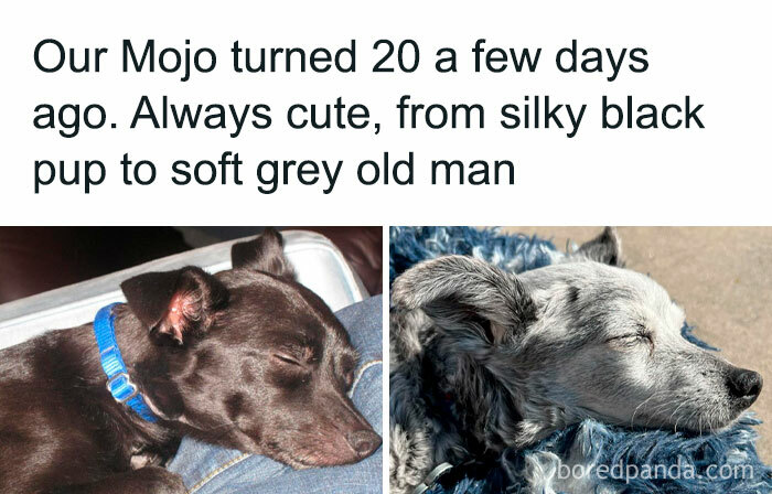 Two photos of a black puppy growing into an older gray dog, symbolizing positivity and uplifting transformations.