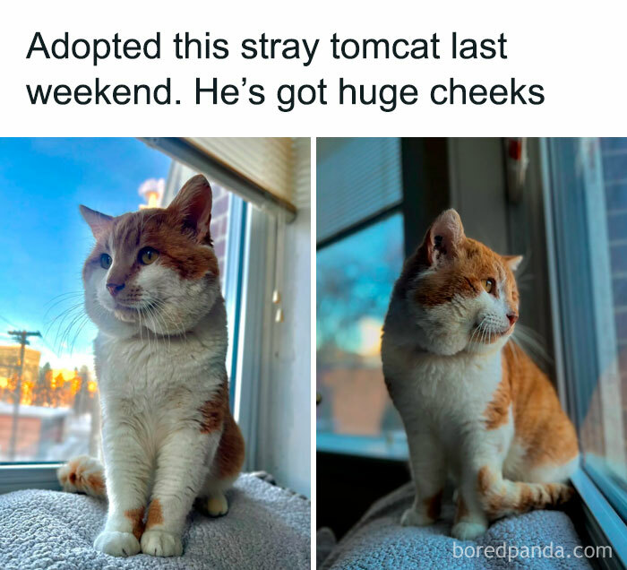 Stray tomcat with big cheeks sits by the window, bringing positivity and warmth to the day.