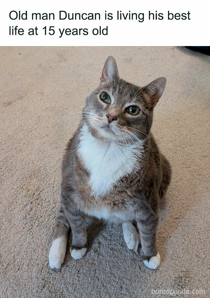 Elderly cat sitting on carpet, looking up with bright eyes, showcasing positivity and a joyful life.