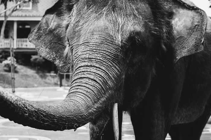 Black and white close-up of an elephant's face outside a building, showcasing history's dark side with its long trunk and tusks.
