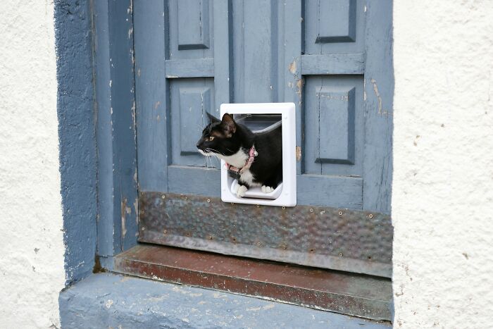A curious black and white cat peeks through a cat door on a weathered blue door.