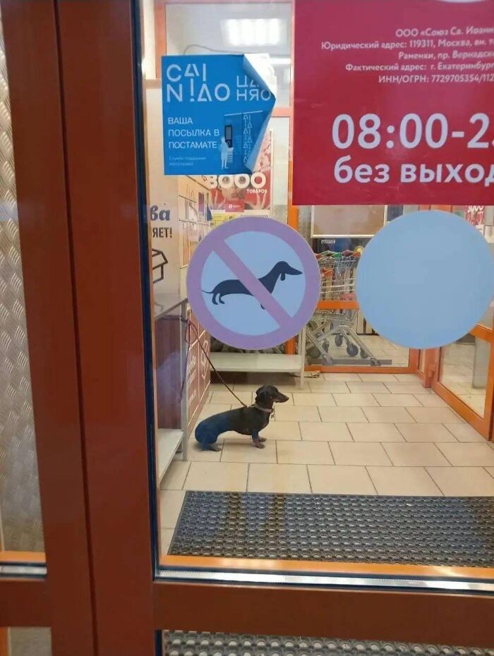 Dachshund inside store with no dogs sign on the door, resembling a big mistake aftermath.