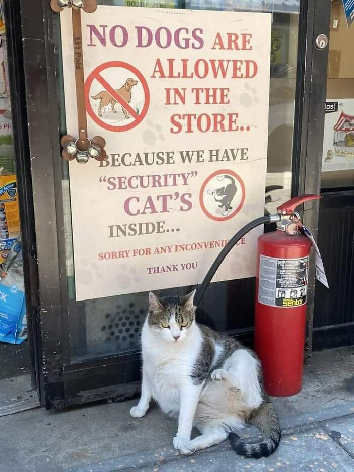 Security cat sitting by a store sign excluding dogs, suggesting protection against big mistake aftermath.