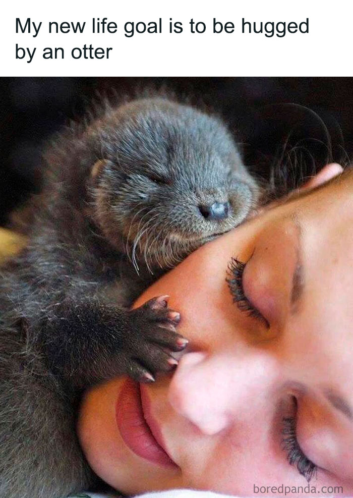 Woman humor meme with otter cuddling a person's face.
