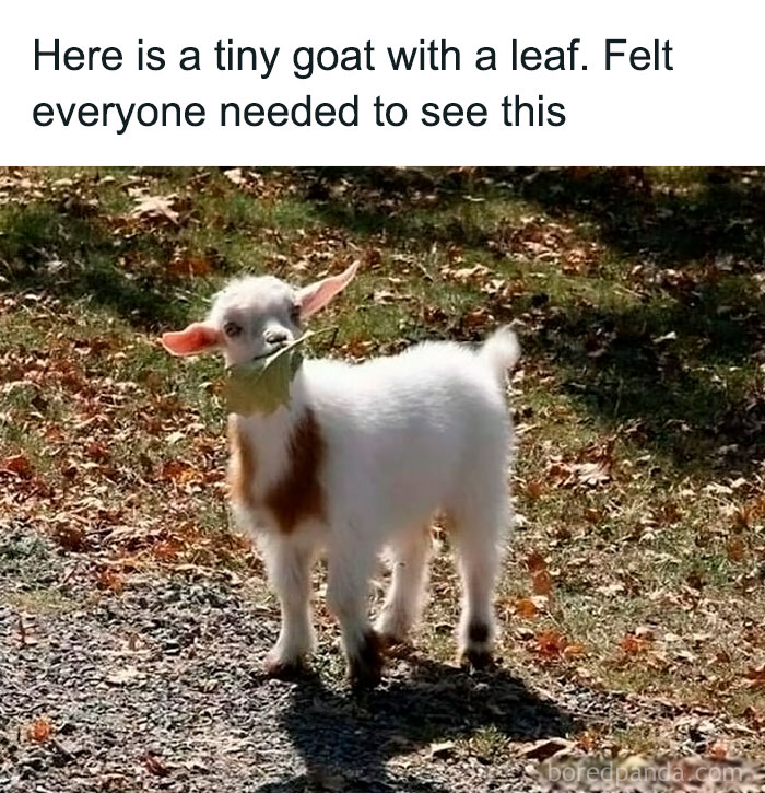 Tiny goat holding a leaf, captured in a humorous moment from a women’s humor meme collection.