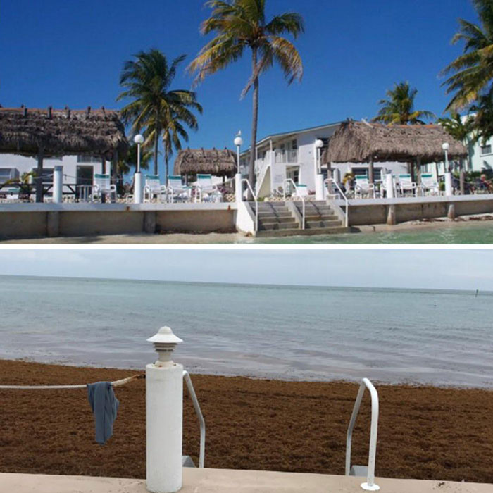 Expectations vs. reality for an Airbnb beachfront view with seaweed-covered shore.
