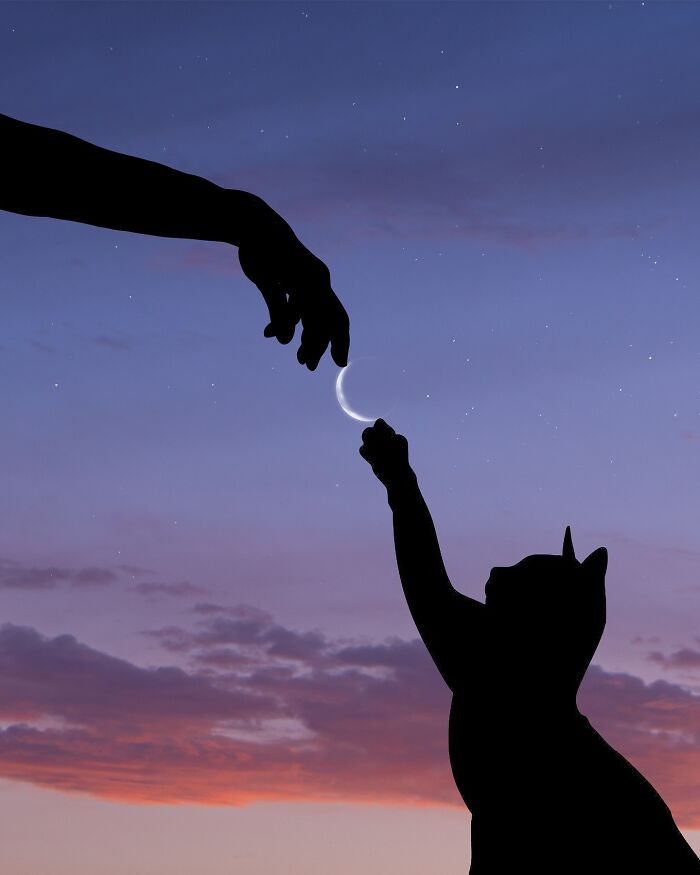 Silhouette of a hand and cat reaching for a crescent moon against a twilight sky.