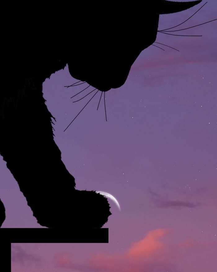 Silhouette of a cat against a twilight sky, capturing the crescent moon beneath its paw, in silhouette photography style.