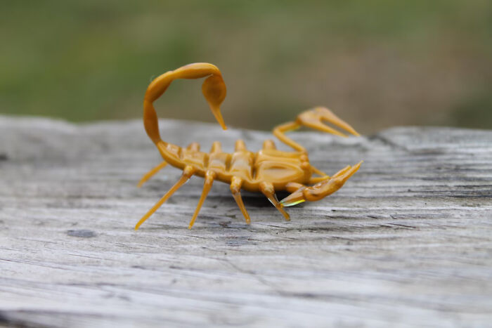 I Made Glass Scorpion Figurines That Can Be Used As Aquarium Or Terrarium Decor (6 Pics)