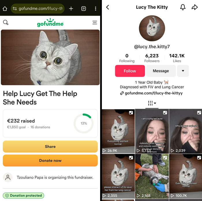 Gofundme scam example with a cat fundraising page and TikTok profile suggesting a possible deceptive campaign.