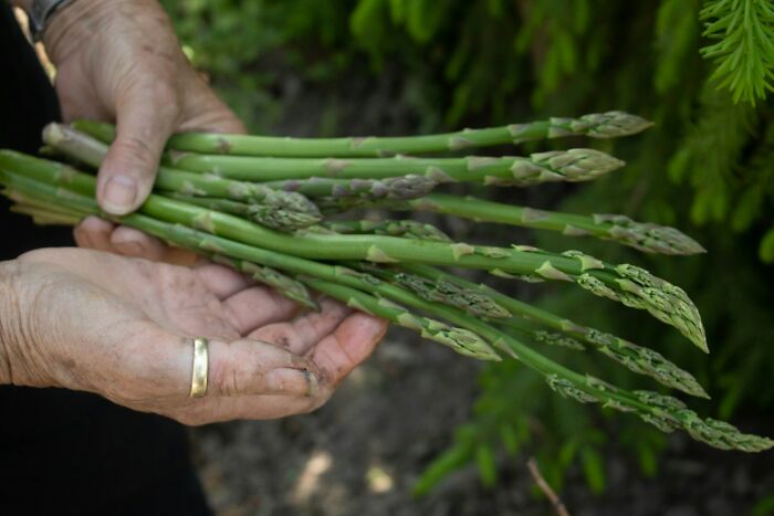 Hands holding fresh asparagus, highlighting European produce.