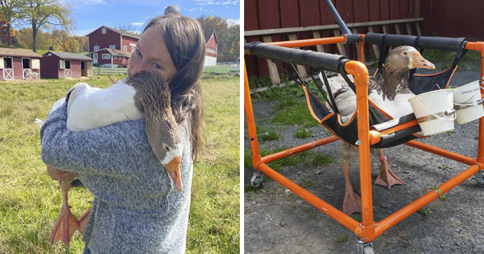 Meet Zeus: The Goose Whose Unstoppable Will Defied All Odds