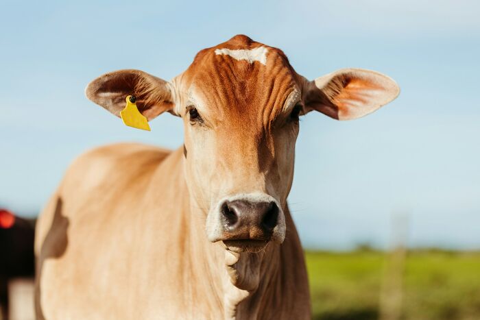 Cow with a yellow ear tag standing in a sunny field.