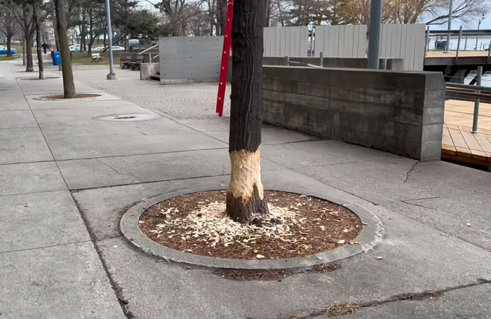 A tree gnawed by beavers on a Canadian sidewalk, featuring wood shavings and a protective red barrier.
