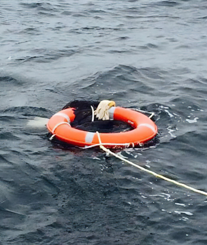 Bald eagle rescued by a life ring in ocean waters, illustrating just Canada things.