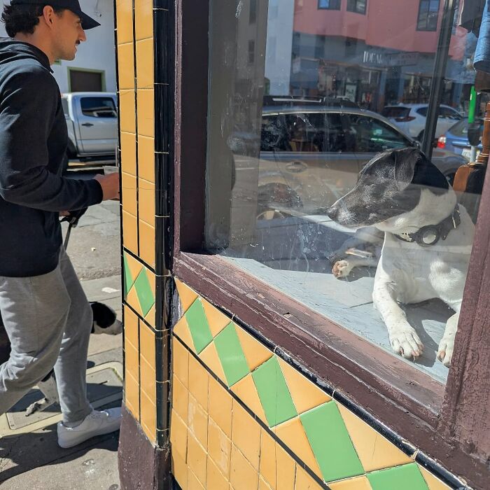 Man walks past a shop window with a dog inside, captured in San Francisco by photographer Sage Akaboshi.