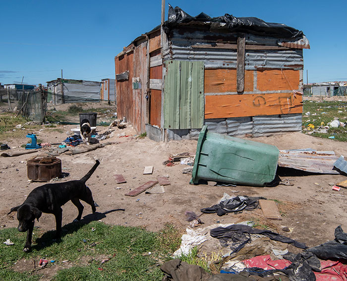 Shanty in a cluttered area with stray dogs, illustrating poverty and neglect.