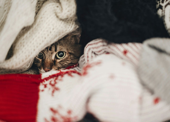 Person Is Shown The Door Immediately After Hurting Friend&rsquo;s Cat, Doesn&rsquo;t Get What The Big Deal Is