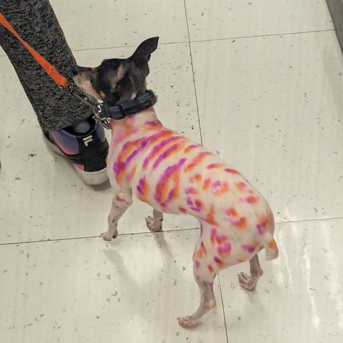Colorfully painted dog on a leash, showcasing San Francisco's unique vibe.