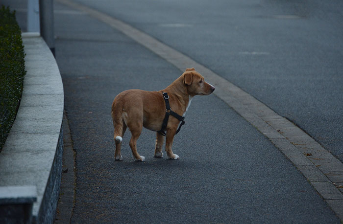 A dog standing alone on a sidewalk, looking towards the street, in a calm neighborhood.