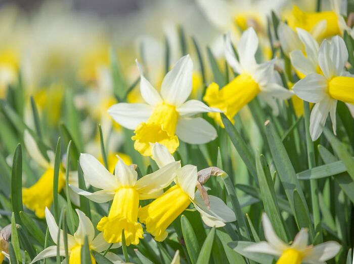 Yellow and white daffodils in full bloom, capturing a vibrant European springtime scene.