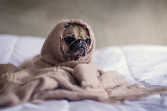 Pug wrapped in a blanket on a bed, resembling the feeling of hating overused office expressions.