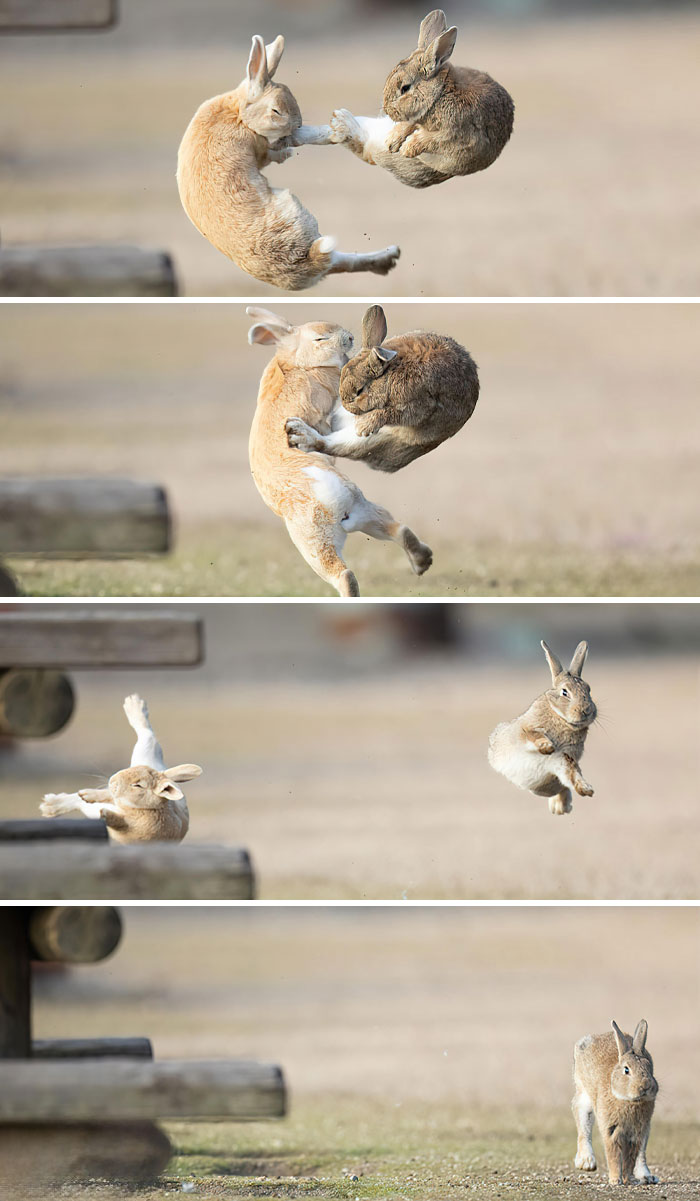 Two rabbits leaping in mid-air, showcasing an exciting moment and proving our world is far from boring.