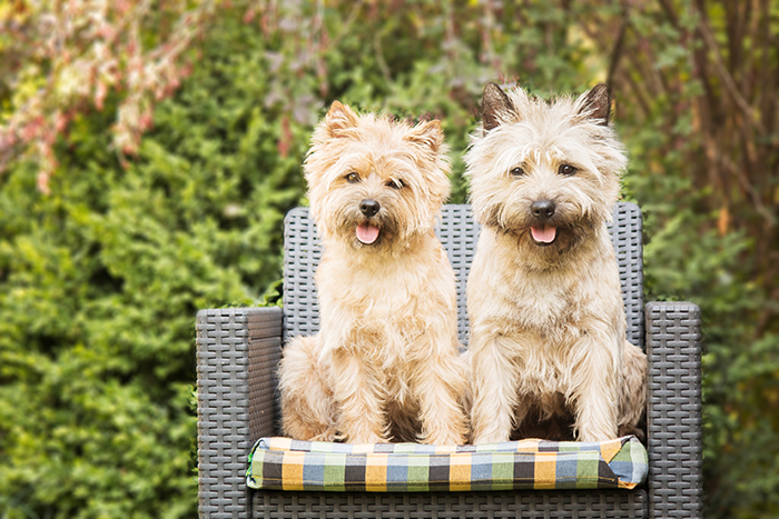 Two beautiful Cairn Terriers sitting outdoors on a wicker chair with green foliage in the background.