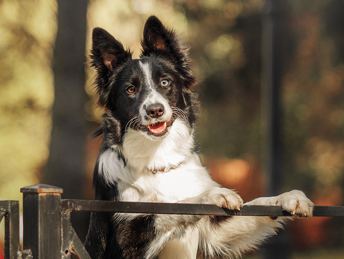 A stunning black and white dog with striking eyes, standing against a blurred natural background.