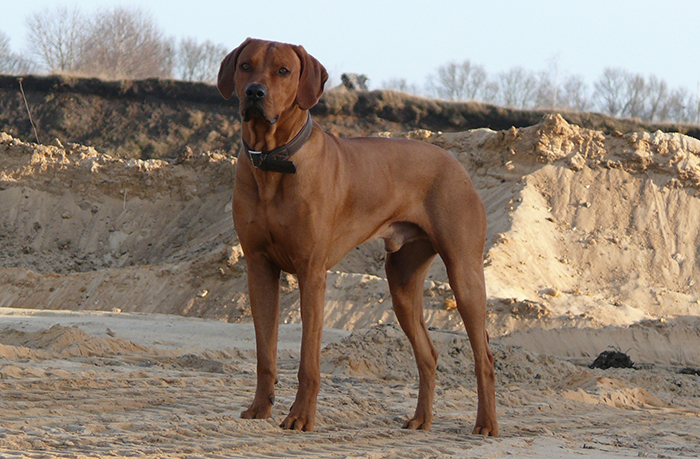 Beautiful dog standing on sandy terrain, showcasing its majestic build and sleek coat.