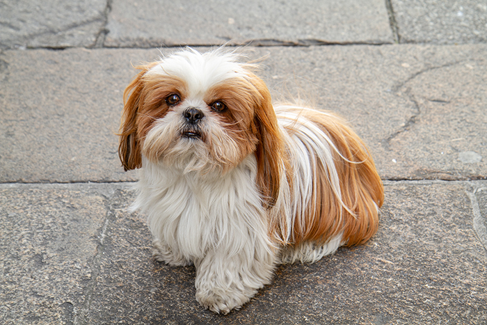 A beautiful dog with long white and brown fur sitting on stone pavement.