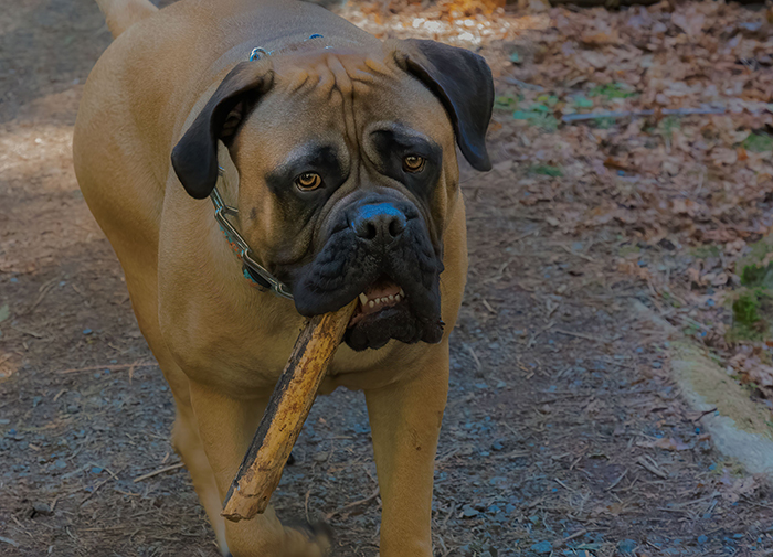 A large, beautiful dog carrying a stick in its mouth while walking on a forest trail.