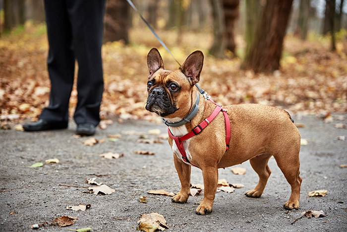 A beautiful dog, a French Bulldog, on a leash in a wooded area.