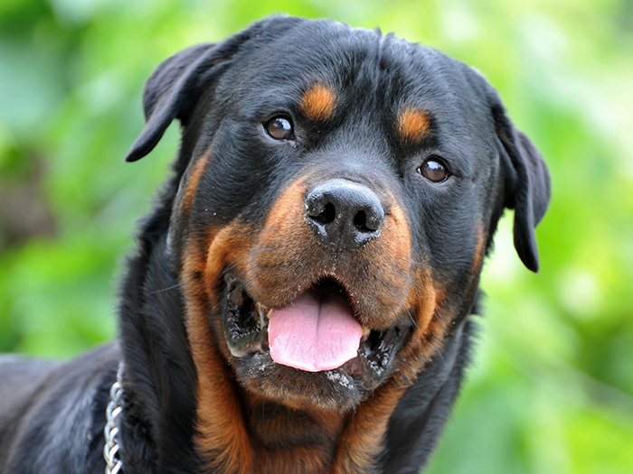 Rottweiler dog with a happy expression, showcasing beauty in nature.