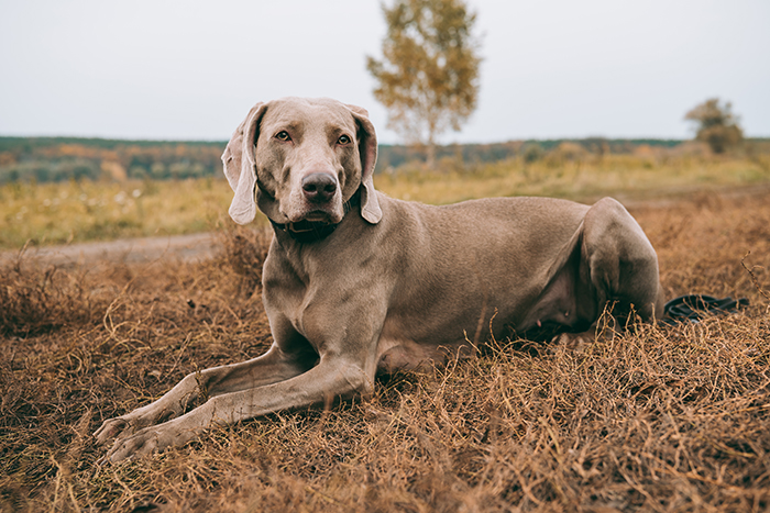 Beautiful dog lying on dry grass in a natural landscape, showcasing scientific standards of beauty.