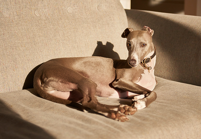 Beautiful dog lounging on a couch, basking in sunlight, showcasing elegance and grace.
