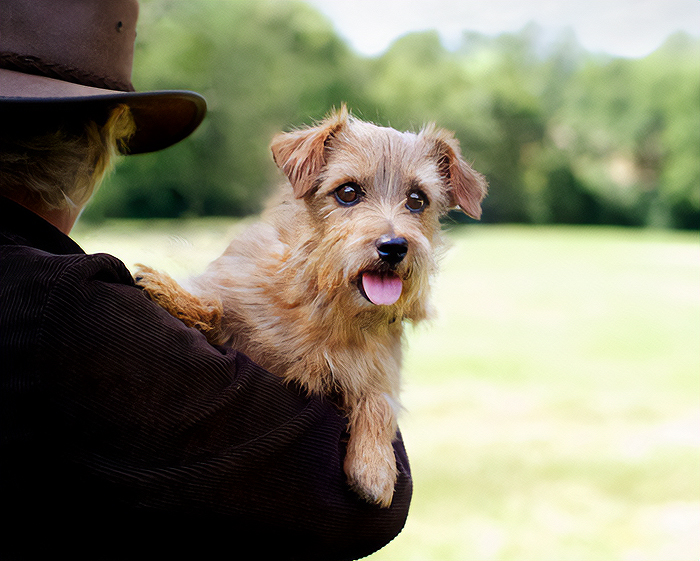A small, beautiful dog in a person's arms, outdoors in a green field.