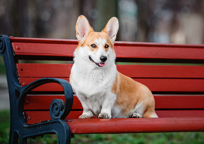 A beautiful Corgi sitting on a red bench, highlighting one of the most beautiful dogs in the world.