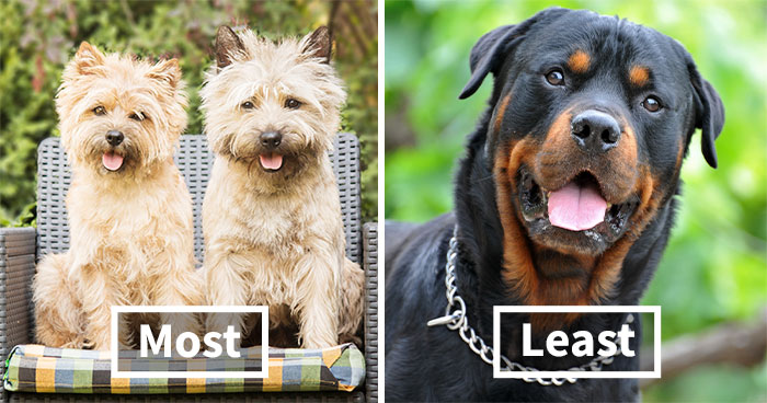 The Top 10 Most Beautiful Dog Breeds In The World, Based On Science, Have Been Named