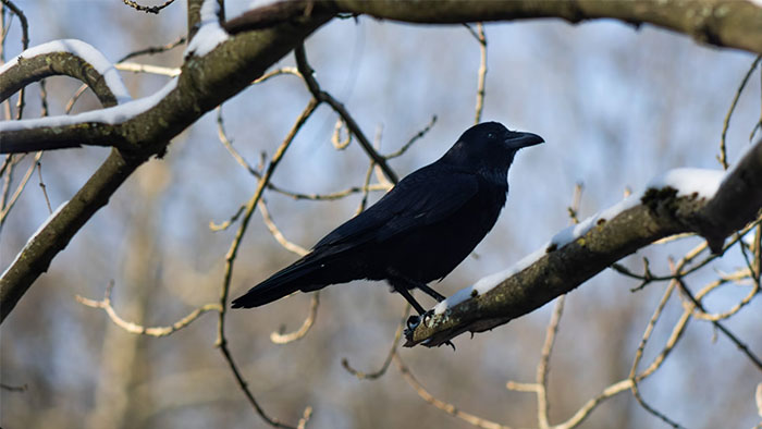 A crow perched on a snow-covered branch, symbolizing an unforgettable coincidence in nature.